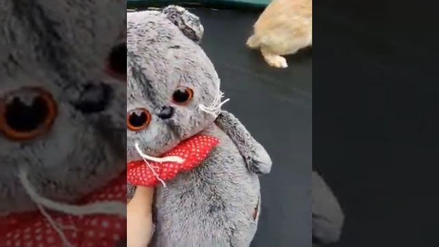 Басик играет с кроликом Банни в футбол на батуте ！ смотреть онлайн