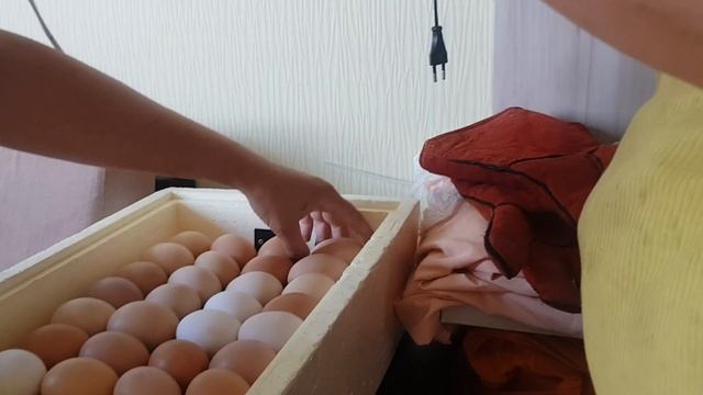 Инкубатор бытовой "Золушка". Обзор и устройство. Цыплята. смотреть онлайн