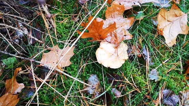 RUSSIAN for Beginners - PICKING MUSHROOMS IN A FOREST / Русский как иностранный - Собираем грибы смотреть онлайн