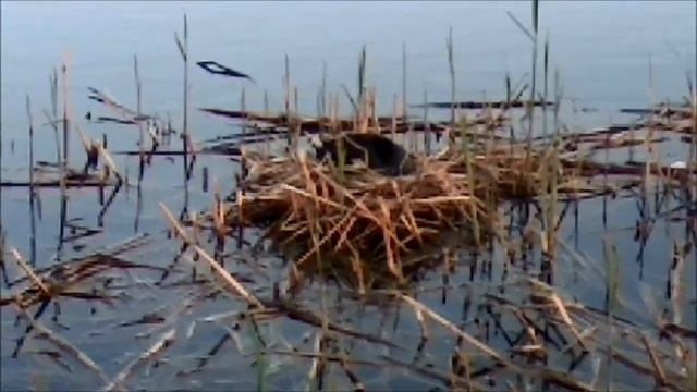 Уточки ЛЫСУХИ сидят на гнёздах! Очень переживаем за них, ведь без камышей им негде спрятаться(( смотреть онлайн