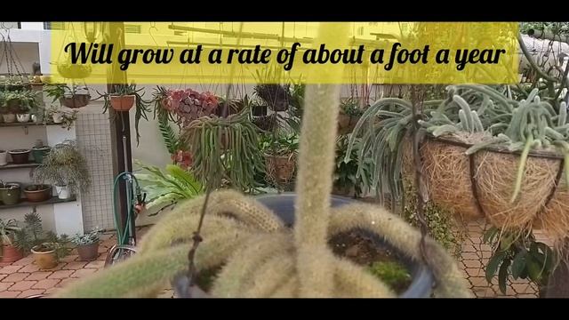 Rat Tail Cactus flowering (Golden - Cleistocactus Winterin and Red - Aporocactus Flagelliformis) смотреть онлайн