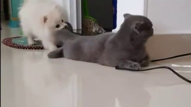 Собака тянет кота за хвост . смотреть онлайн