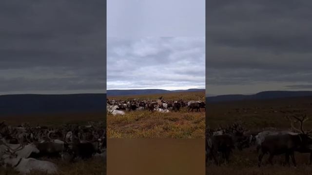 На пастбище / Сбор стада оленей смотреть онлайн