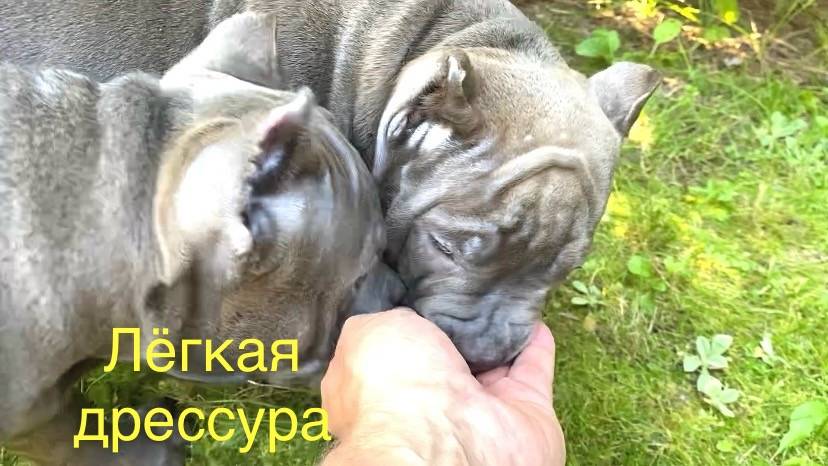 Легкая групповая дрессировка маленьких щенков. смотреть онлайн