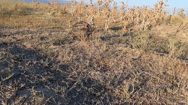 Охота кеклики смотреть онлайн