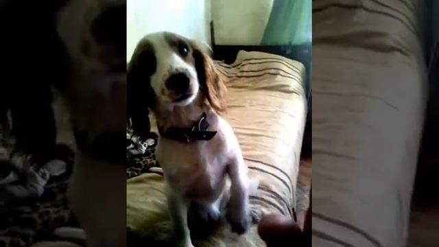 симона смотреть онлайн