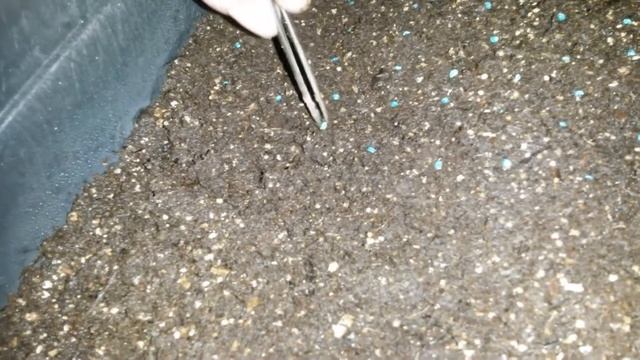 Выращивание лука за один сезон. смотреть онлайн