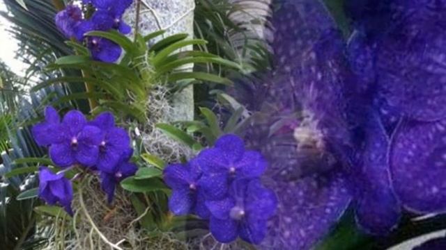 Неземная красота