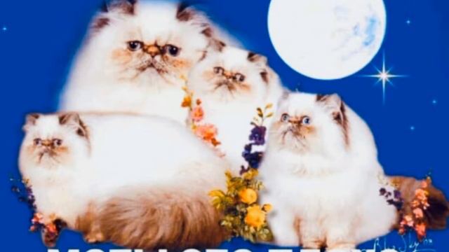 МАТЫ ЭТО ПЛОХО смотреть онлайн