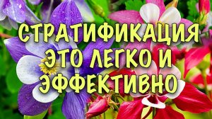 АКВИЛЕГИЯ ИЗ СЕМЯН. Сеем ПРАВИЛЬНО и ОНА ВЗОЙДЁТ. СЕКРЕТЫ СТРАТИФИКАЦИИ,
