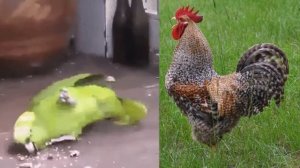 #детскиепесни Мы едем, едем, едем в далёкие края. Cute animals. 面白いかわいい猫 ?