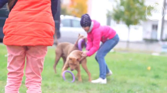 Питбули (Спарта, Летта, Буш) играют с соседскими детьми . 2019 год смотреть онлайн