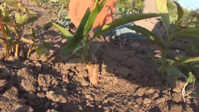 Уход за окулированными саженцами весной. смотреть онлайн