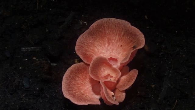 Rosenseitling wachsen / Pilze / Zeitraffer 100 faches Tempo смотреть онлайн