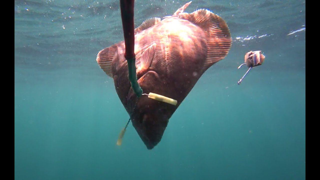 Камбала  60 метров подводные съемки Flounder  Underwater Shooting