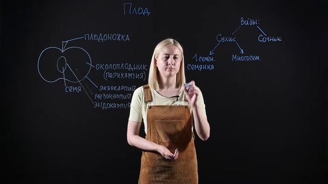 БИОЛОГИЯ 6 класс: Плоды смотреть онлайн