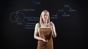 БИОЛОГИЯ 6 класс: Плоды