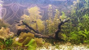 #нилпа #аквариум #кондиционердляакввриума Малахитовый зеленый