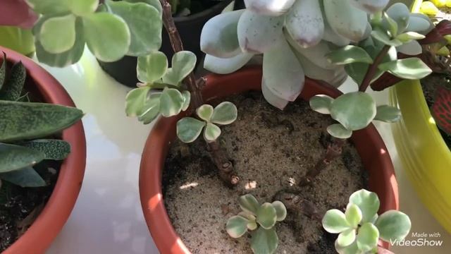 Мои Цветы.Суккуленты тоже цветут! смотреть онлайн