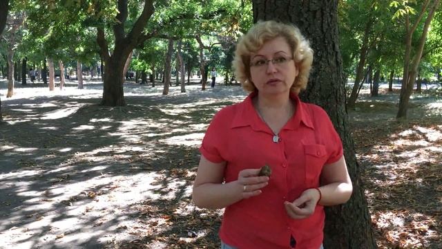 Как очистить энергетику дома с помощью каштана смотреть онлайн