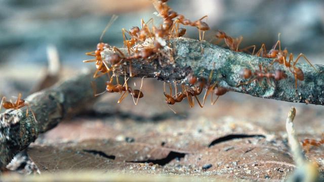 Armadillos for Kids смотреть онлайн