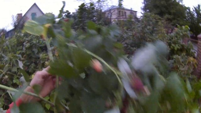 Ремонтантная малина сорт Джоан джей , не перестает удивлять))) смотреть онлайн