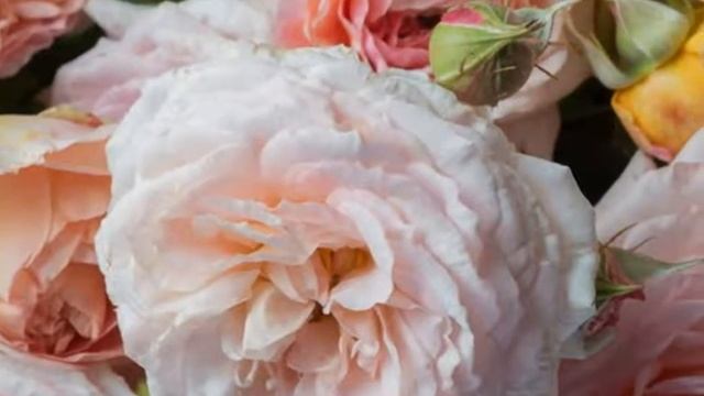 автор ролика Виталий Тищенко (Ростов-н\Д). Фотограф Джорджианна Лейн (Georgianna Lane) смотреть онлайн