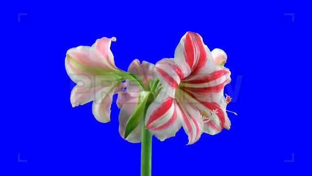 Seamless Looping Amaryllis "Superstar" Flower Stock Video смотреть онлайн