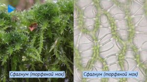 6 класс - Биология - Методы исследования в биологии