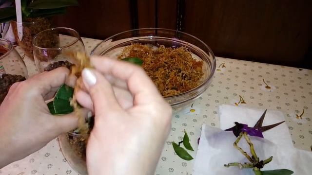 Посадка Азиатских Подростков Орхидей в Мох | Закрытая Система | Phal. Ever Spring King* OK BLACK смотреть онлайн