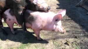 Случка белой свиноматки 20 апреля 2019 год.