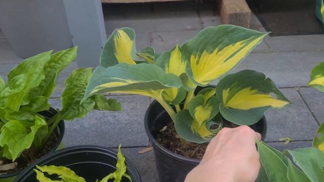 1-ый обзор хост в этом году. Как перезимовали хосты. Моя коллекция хост.