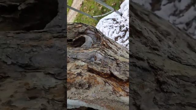 Как правильно очищать больную кору фруктовых деревьев смотреть онлайн