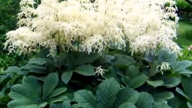 Роджерсия .Rodgersia.