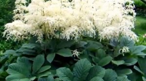 Роджерсия .Rodgersia.