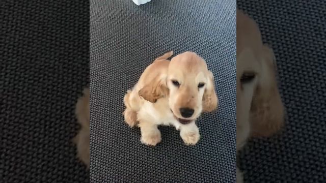 Golden Cocker Spaniel Puppy from NZ - First 6 Months смотреть онлайн