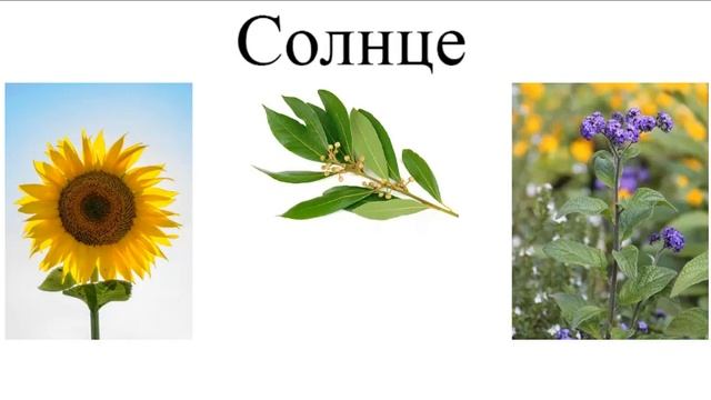 Растения семи Планет смотреть онлайн