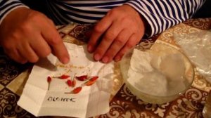 Замачиваем семена перцев, готовим к проращиванию. Комнатный перец Огонёк