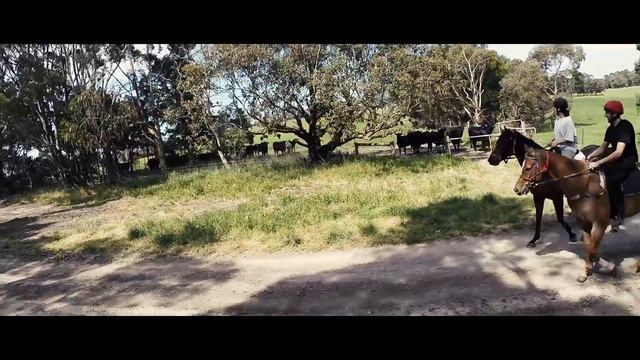 Tatu, 11 year old Thoroughbred gelding, For Sale смотреть онлайн