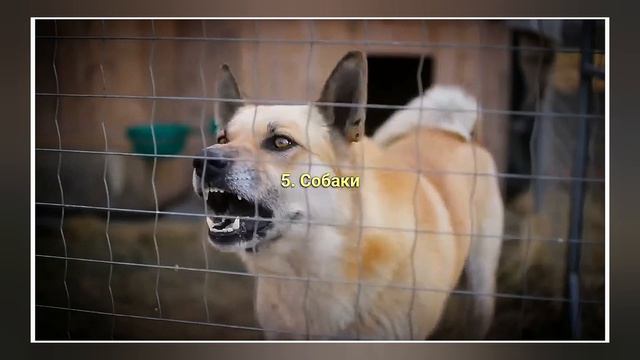 10 Самых Опасных Животных Мира 🌍 для Человека | 2024 смотреть онлайн