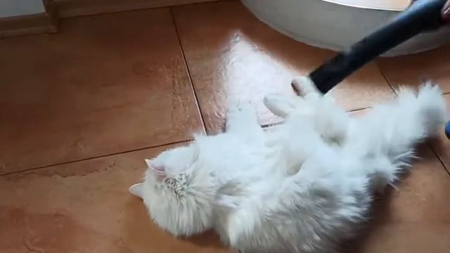 когда кошка глухая и не боится пылесоса смотреть онлайн
