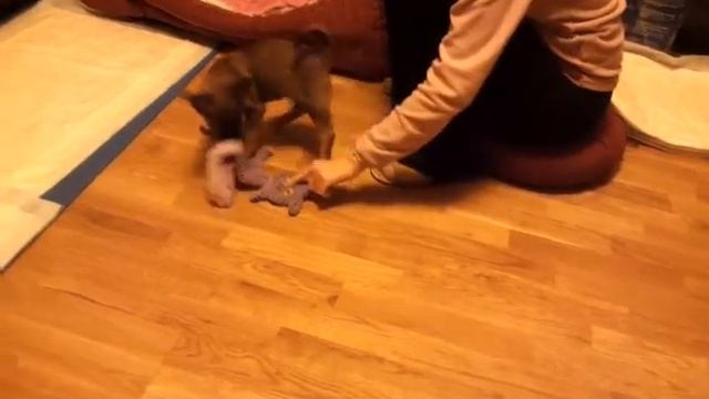 Щенки овчарки-2