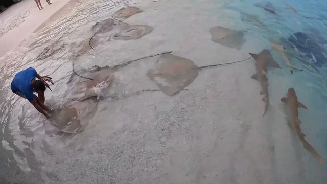 Reethi Beach Resort Maldives: Where Sharks & Stingrays Meet Visitors смотреть онлайн