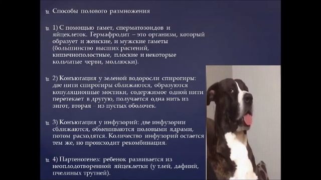 Bio-ege | Урок №5 Половое и бесполое размножение готовимся к ЕГЭ биология смотреть онлайн