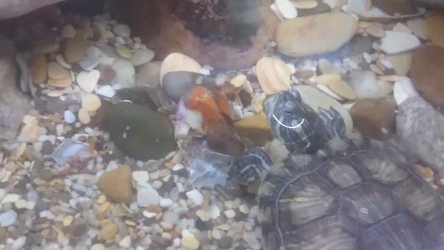 Красноухие черепахи зверюги смотреть онлайн