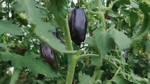 Сорт томата Сливка Гурман. Пробую первый помидор ??.