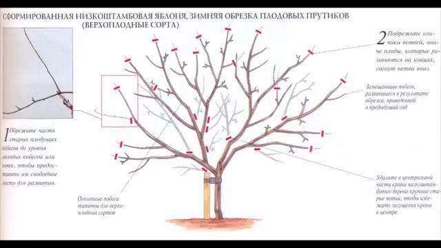 Обрезайте веточку со смыслом. (Садовод Андрей Туманов) смотреть онлайн