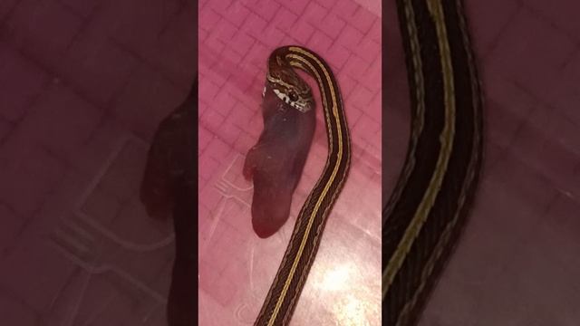 Кормление маисового полоза Катриеля. смотреть онлайн