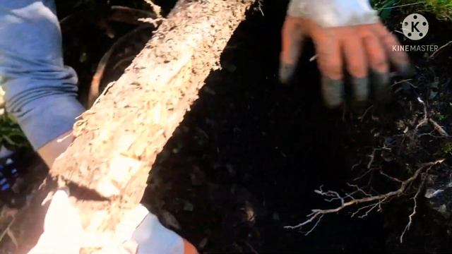 #стариннаятелега#ингадивная#коп2021❗️КОП СТАРИННАЯ ТЕЛЕГА❗️КОПАЕМ В ЛЕСУ СТАРИНУ❗️РЕДКАЯ НАХОДКА❗️