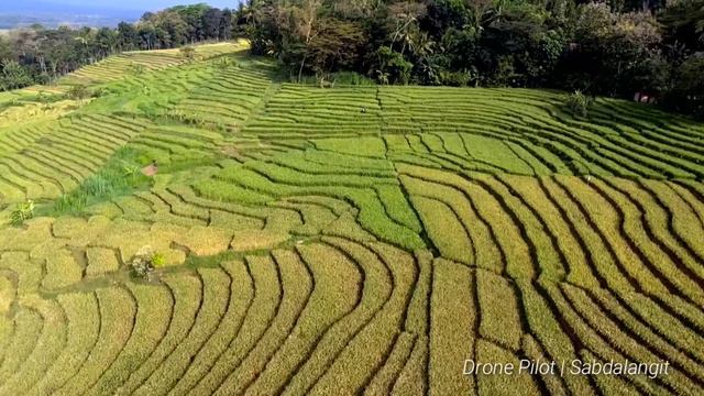 Sawah Terasering dekat YIA, , the huge camera spesification [Xiro Xplorer 4K] смотреть онлайн
